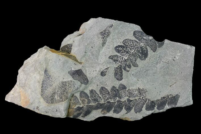 Pennsylvanian Fossil Fern (Neuropteris) Plate - Kentucky #137722